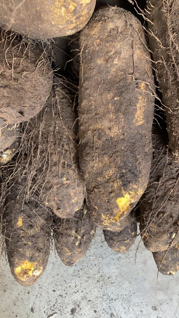 Abuja Yam (Big-sized tubers)